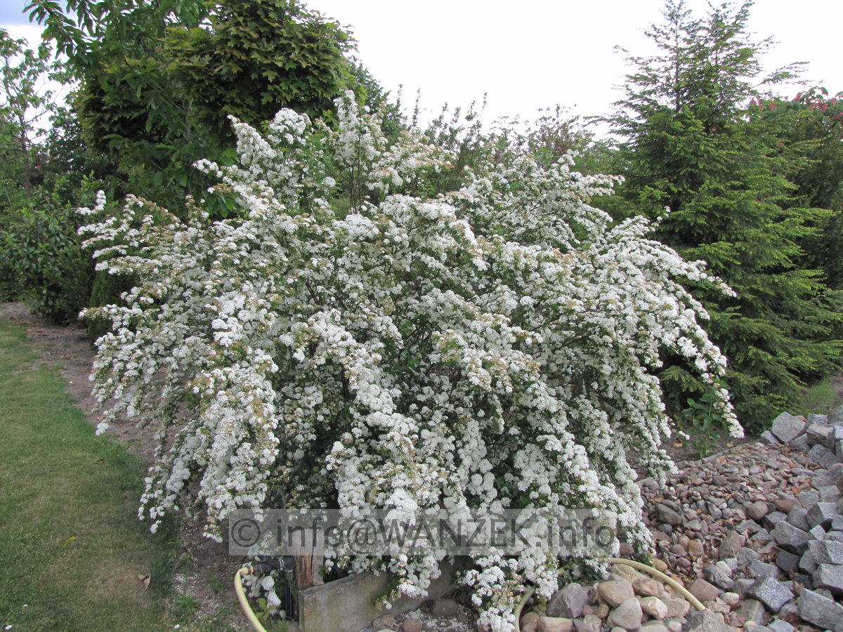 Spiraea vanhouttei - Sol bluehend.JPG